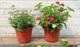 阿姨爆料小安视频大全最新,小安视频大全最新动态大曝光！